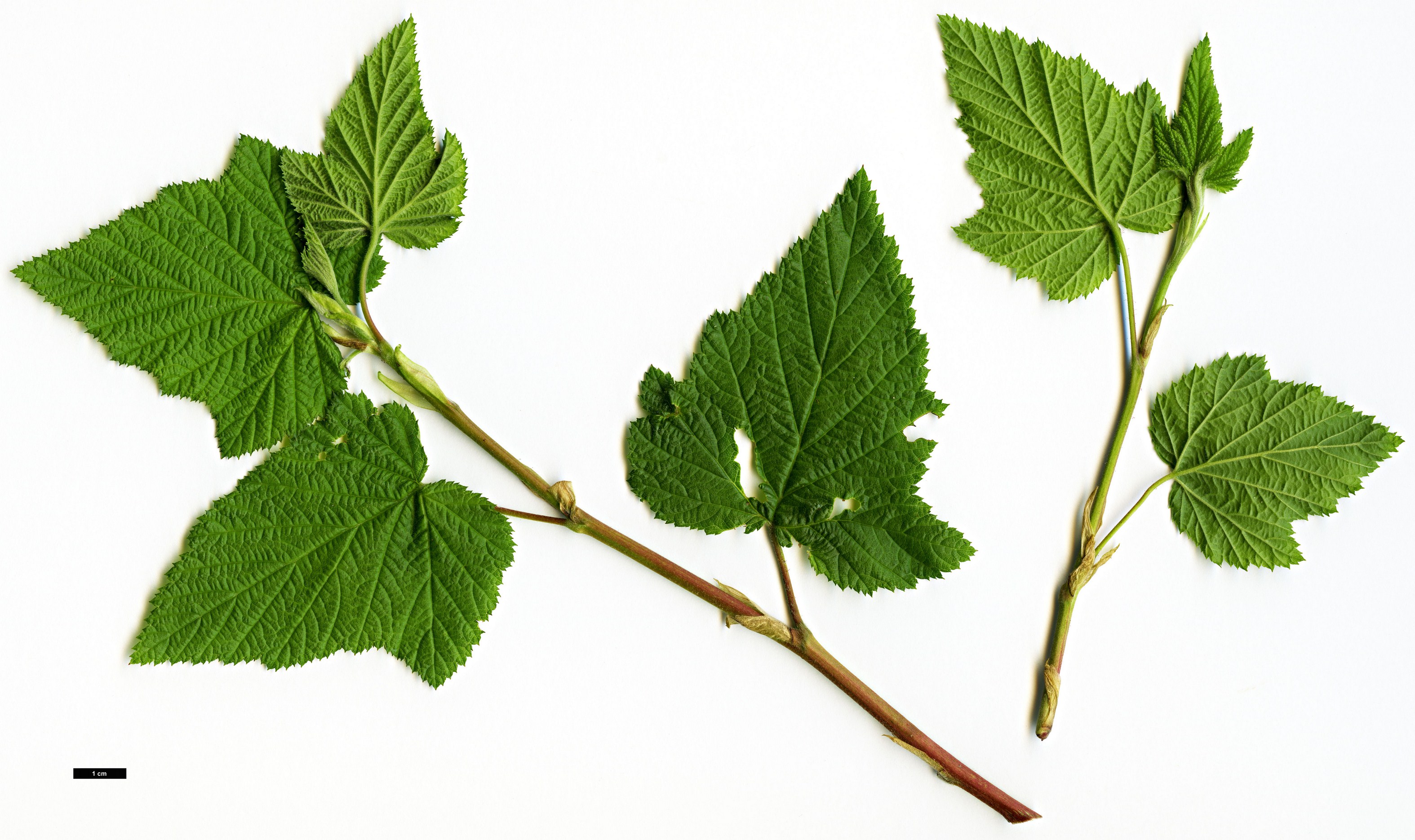 High resolution image: Family: Rosaceae - Genus: Rubus - Taxon: trilobus
